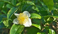 Rize'deki Çiçek Gram Altınla Yarışıyor: Kilosu 6 Bin TL'den Satış Başladı! - İbTec Haber